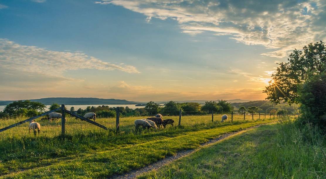 Bodensee, Schafweide, Schafe, Blau, Weiden, Grasen